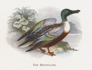 Le Canard souchet